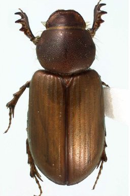 orodaliscoides female